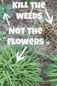 What Will Kill Weeds But Not Plants