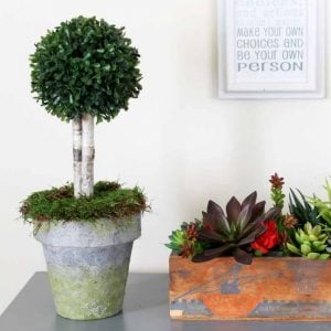 boxwood topiary, succulent arrangement on a table in front of a white wall